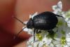 Galeruca tanaceti